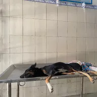 Government Veterinary hospital photo