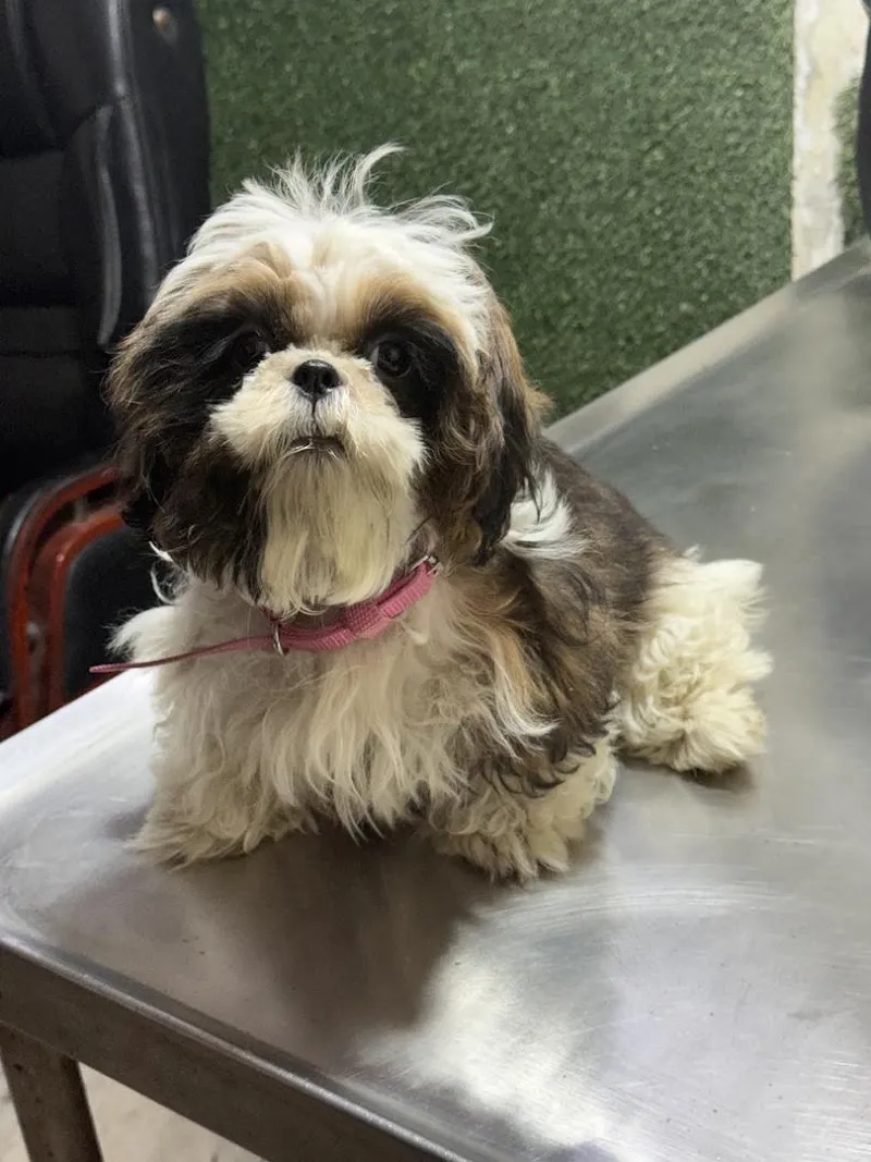 Green Field Pet Clinic – Vet clinic in Faridabad photo