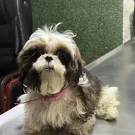 Green Field Pet Clinic – Vet clinic in Faridabad photo
