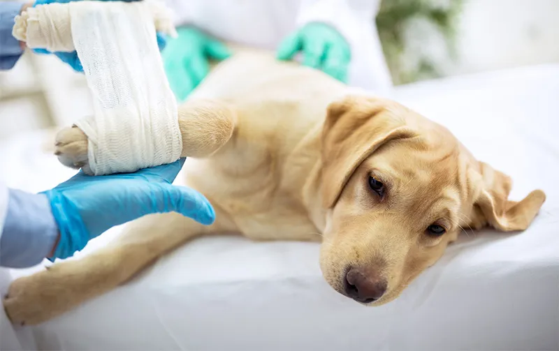 Green Veterinary Clinic photo