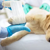 Green Veterinary Clinic photo