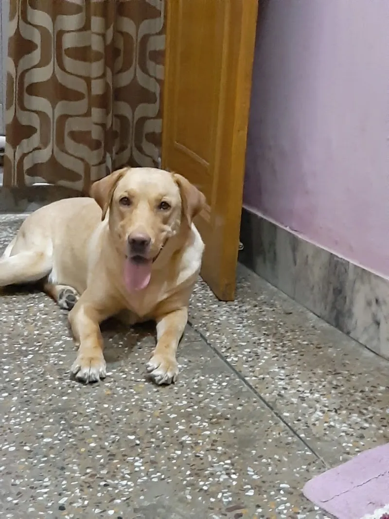 Happy Puppy Pet Clinic by Dr. Tarun Gangwar photo