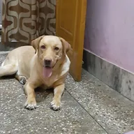 Happy Puppy Pet Clinic by Dr. Tarun Gangwar photo