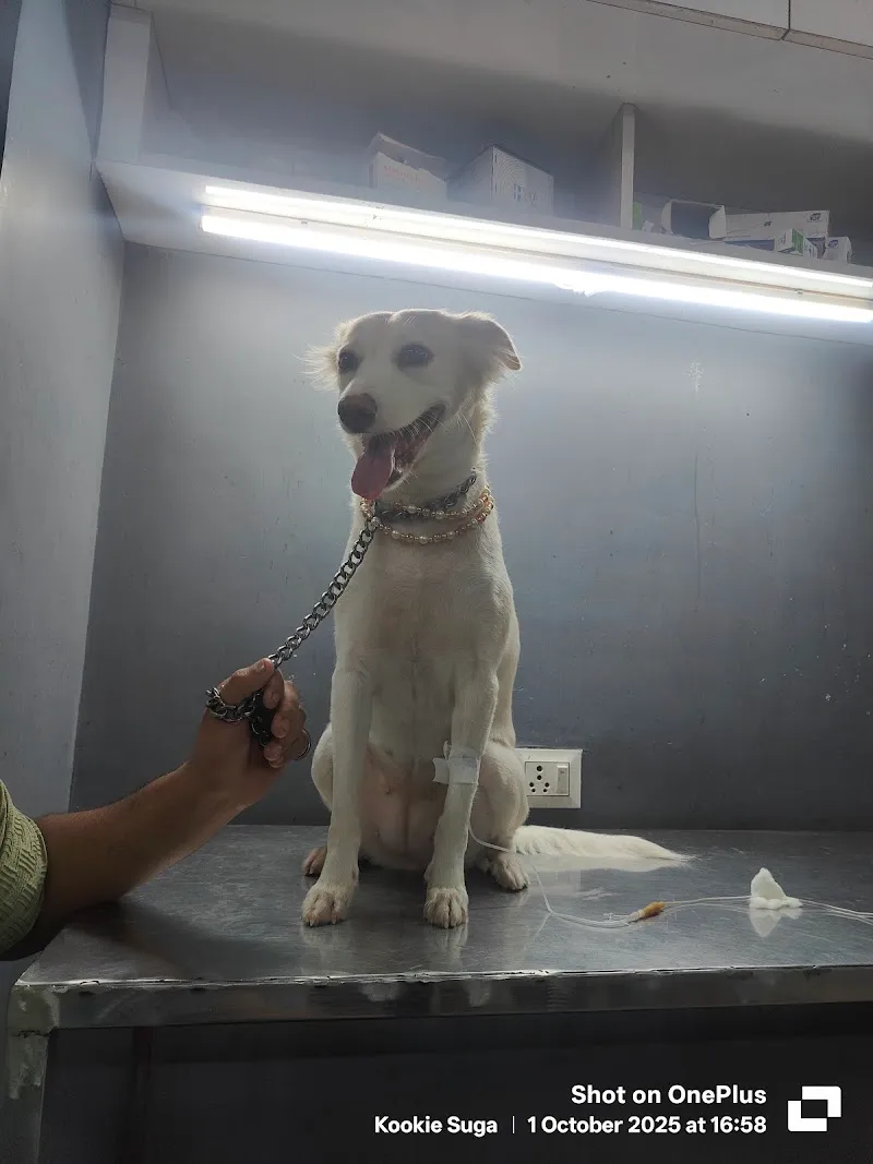 Harry Pet Clinic photo