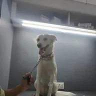 Harry Pet Clinic photo