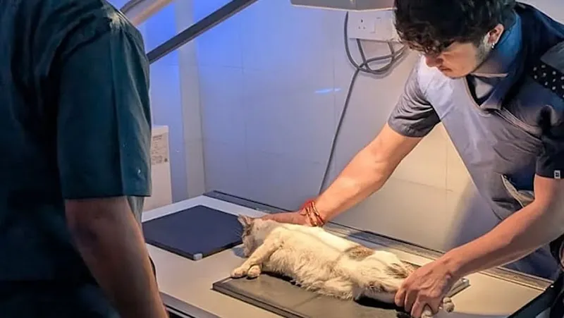 Healing paws animal clinic and surgical centre photo