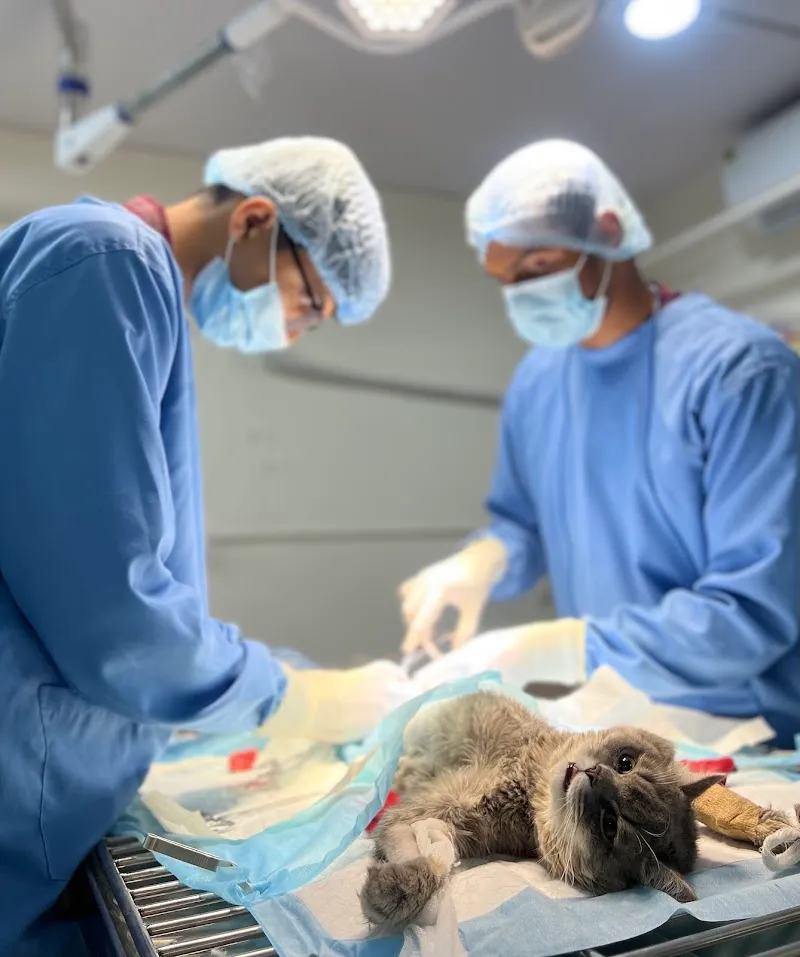 Healthy Pawz Pets Veterinary Hospital 24/7 photo