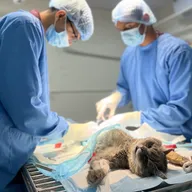 Healthy Pawz Pets Veterinary Hospital 24/7 photo