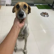 Healthy Tails Pet Clinic photo