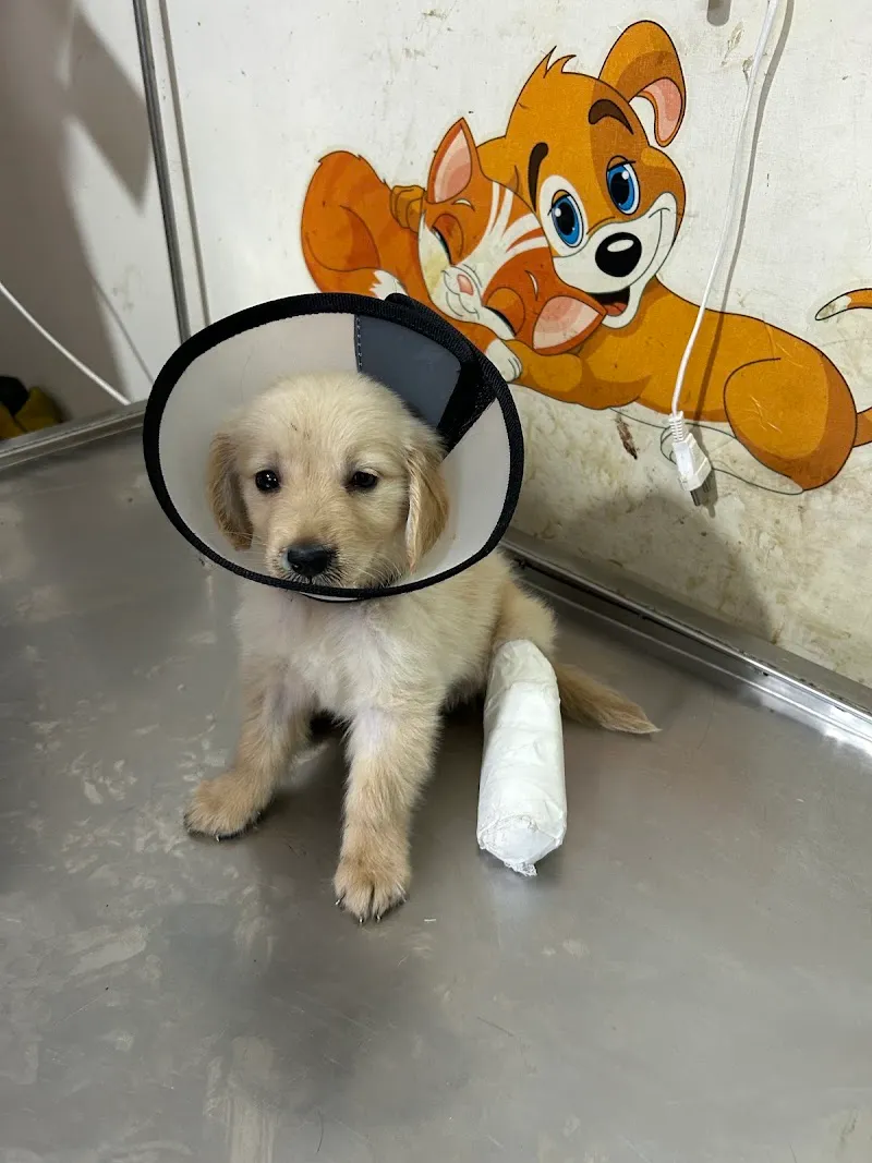 Home Pet Care Clinic photo