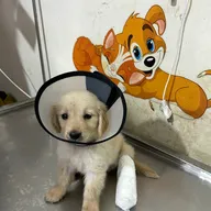 Home Pet Care Clinic photo