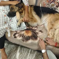 Home pet treatment – jaipur photo