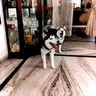 home vet care & Grooming Centre photo
