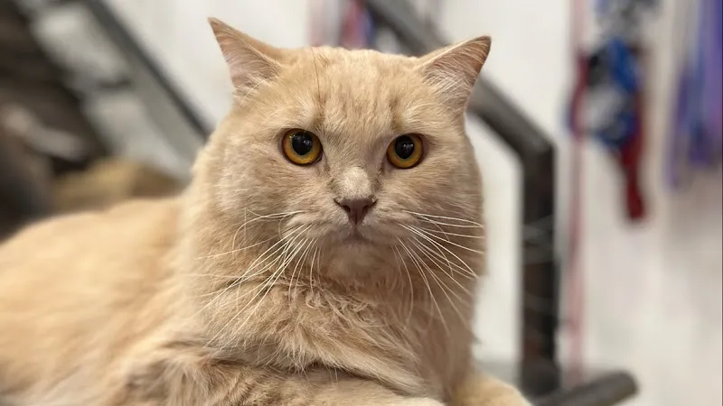 Homely Vet photo