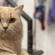 Homely Vet photo