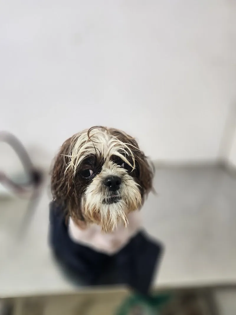 i-Vet Pet Clinic & Pet Store photo