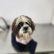 i-Vet Pet Clinic & Pet Store photo