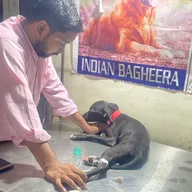 Indian Bagheera Veterinary Clinic photo