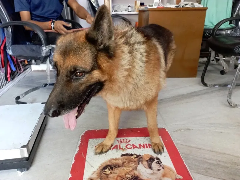 Jain’s Pet Clinic photo