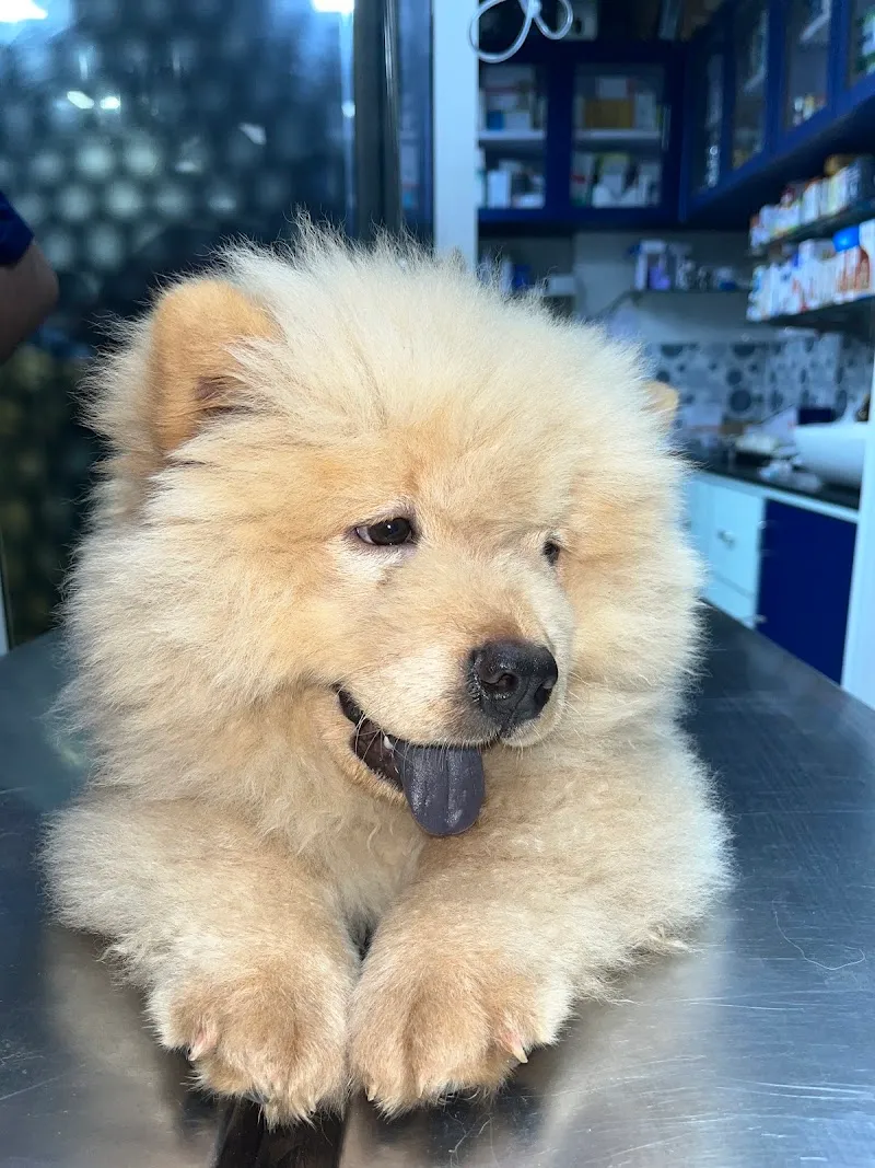 Jijai animal clinic and Surgical Centre LLP photo