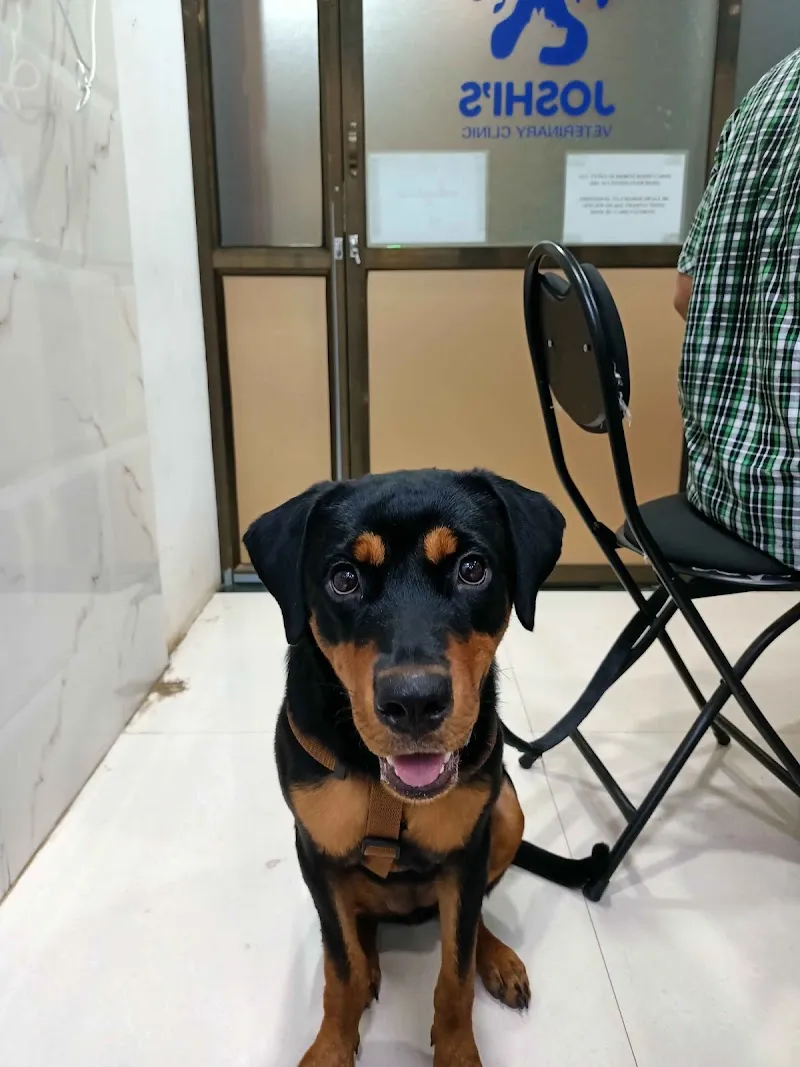JOSHI’S VETERINARY CLINIC | Pet Medical & Surgical Clinic photo