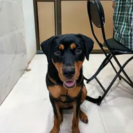 JOSHI’S VETERINARY CLINIC | Pet Medical & Surgical Clinic photo