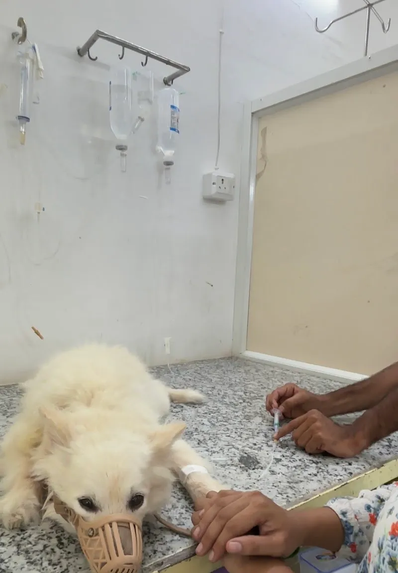 K9 Pet Clinic Malviya Nagar photo