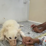 K9 Pet Clinic Malviya Nagar photo