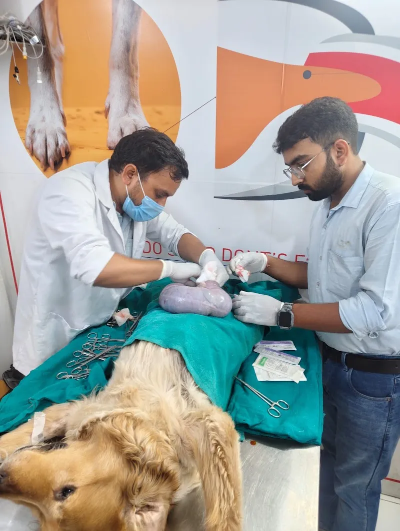 KIA VETERINARY CLINIC photo