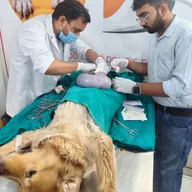 KIA VETERINARY CLINIC photo