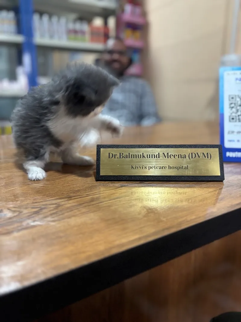 Kivvi’s Petcare Hospital – Dog Clinic and Grooming Studio in Jagatpura | Vaccination & Day Boarding | Home Service Available photo