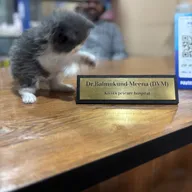 Kivvi’s Petcare Hospital – Dog Clinic and Grooming Studio in Jagatpura | Vaccination & Day Boarding | Home Service Available photo