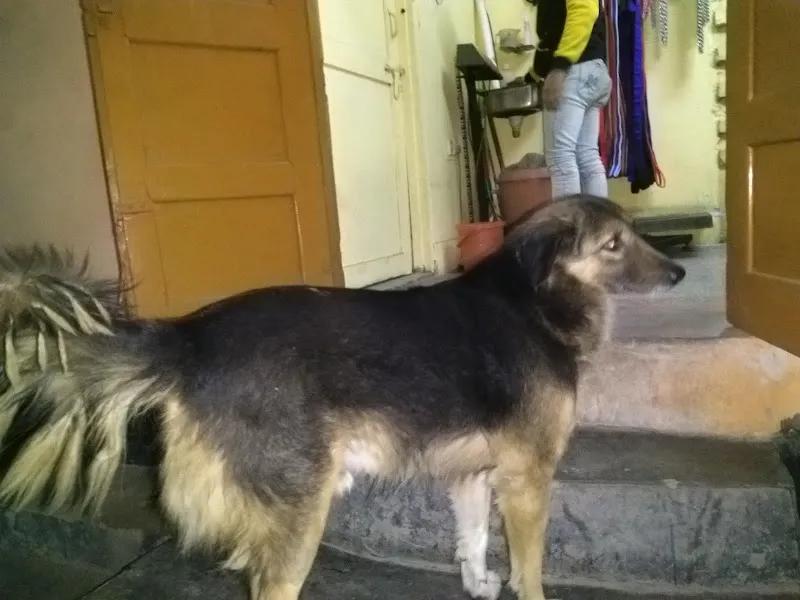 Kumar Pet Clinic photo