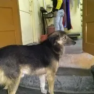 Kumar Pet Clinic photo