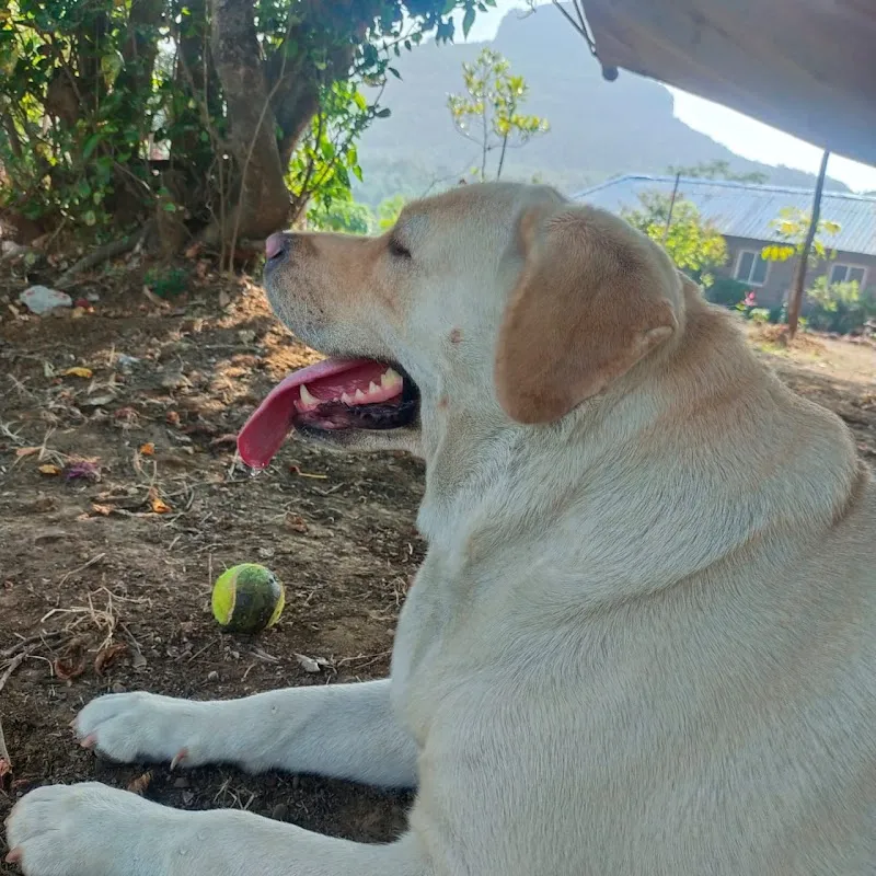 Lele Veterinary Clinic photo