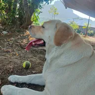 Lele Veterinary Clinic photo