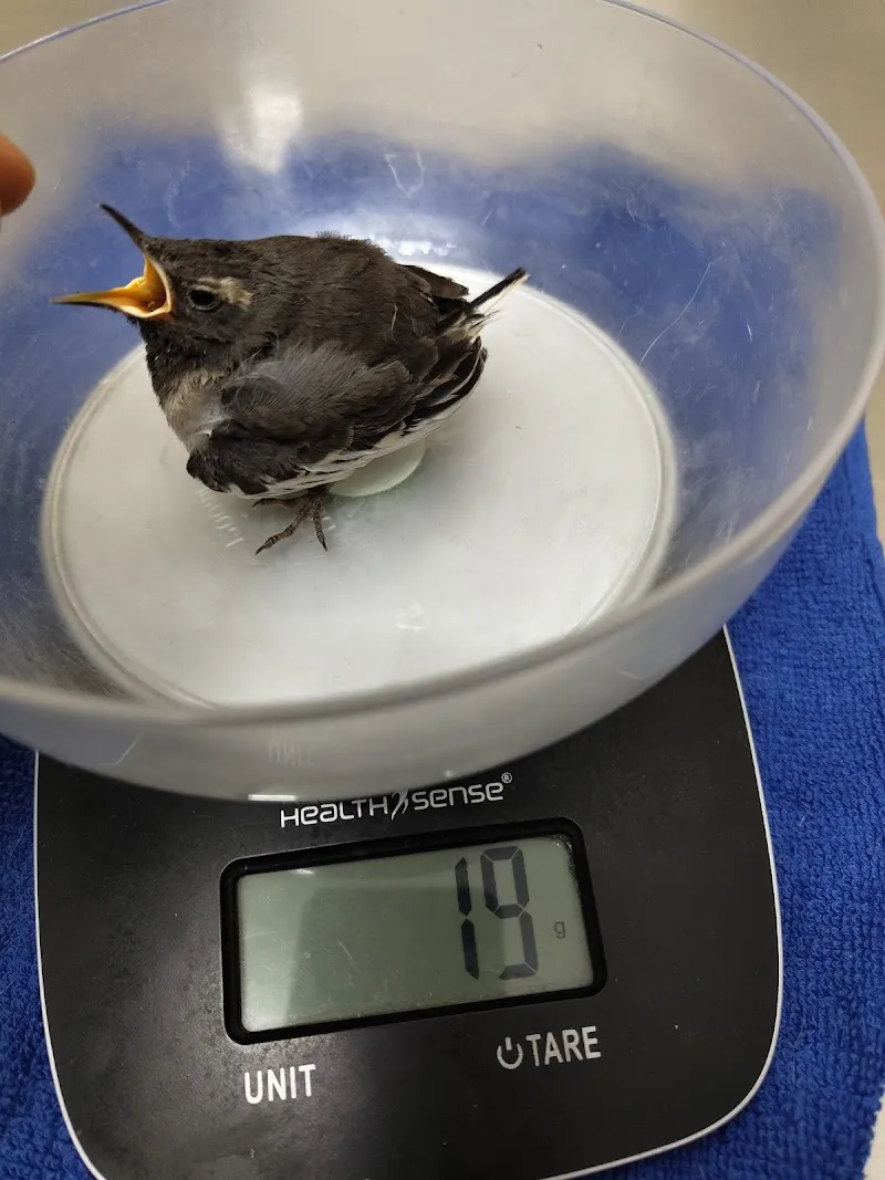 Liya’s Animal and Bird Clinic photo