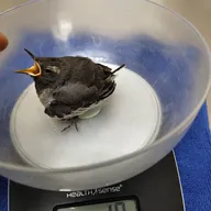 Liya’s Animal and Bird Clinic photo