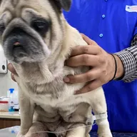 Metro Pet Hospital photo
