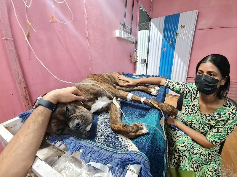 MH14 Animal Hospital (run by Earth Charitable Foundation) photo