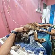 MH14 Animal Hospital (run by Earth Charitable Foundation) photo