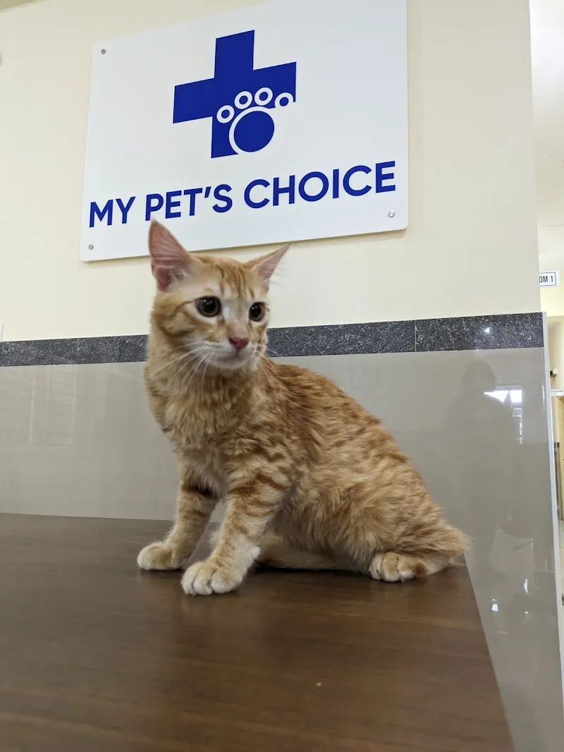 My Pet’s Choice Electronic city photo
