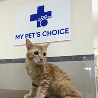 My Pet’s Choice Electronic city photo
