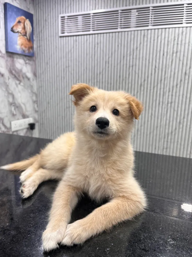 myraplus Pet Health care photo