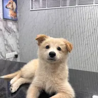 myraplus Pet Health care photo