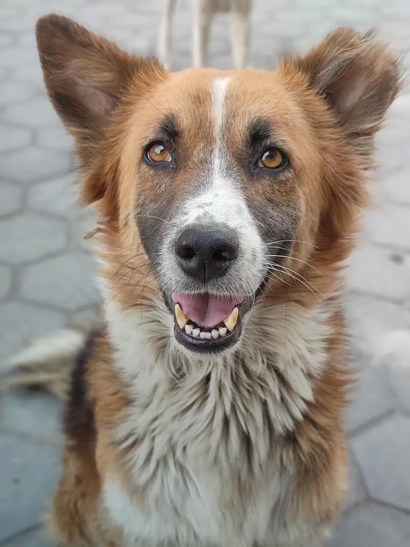 NAJAFGARH PET CLINIC photo