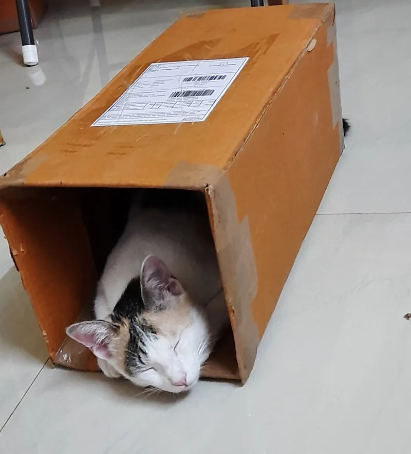 Neha Veterinary Clinic photo