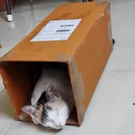 Neha Veterinary Clinic photo