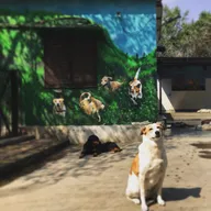 Neighbourhood Woof photo