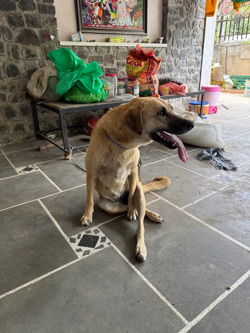 Nimai’s Pet Clinic photo